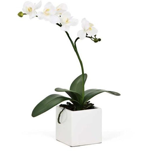 Orchid Potted Single Stem 16" - White