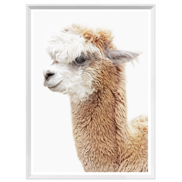 Llama Portrait- Mini