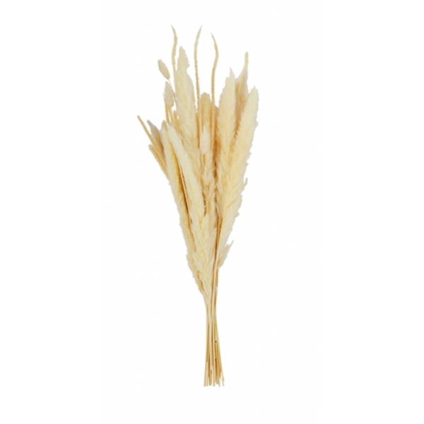 Bleached Pampas Grass