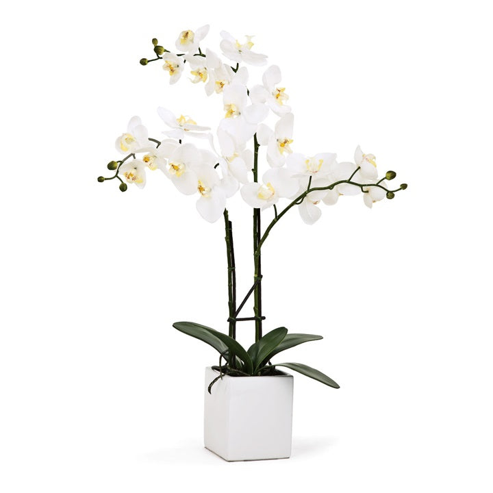 Orchid Potted Triple Stem 23" - White