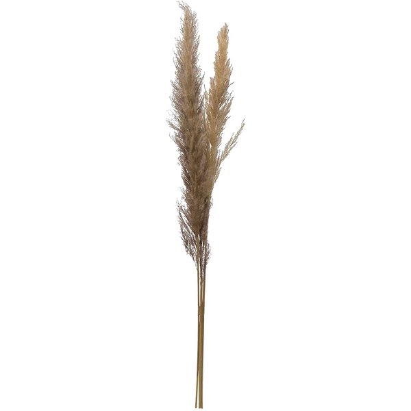 43"H Dried Natural Pampas Grass Bunch