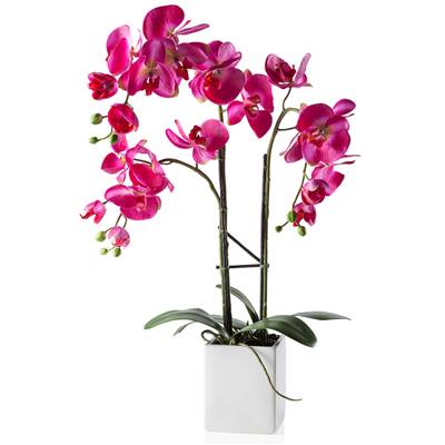 Orchid Potted Triple Stem 23" - White