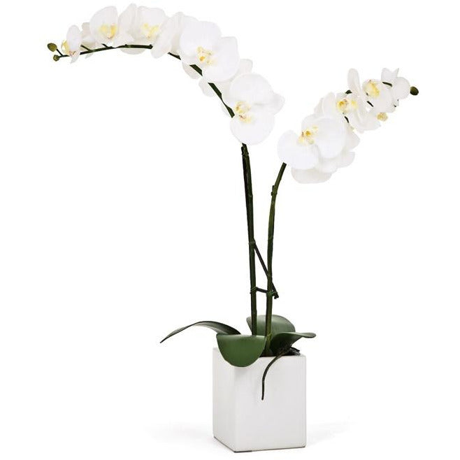 Orchid Potted Double Stem 23" - White
