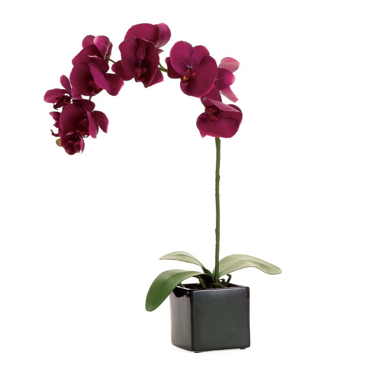 Orchid Potted Single Stem 28" - Burgundy